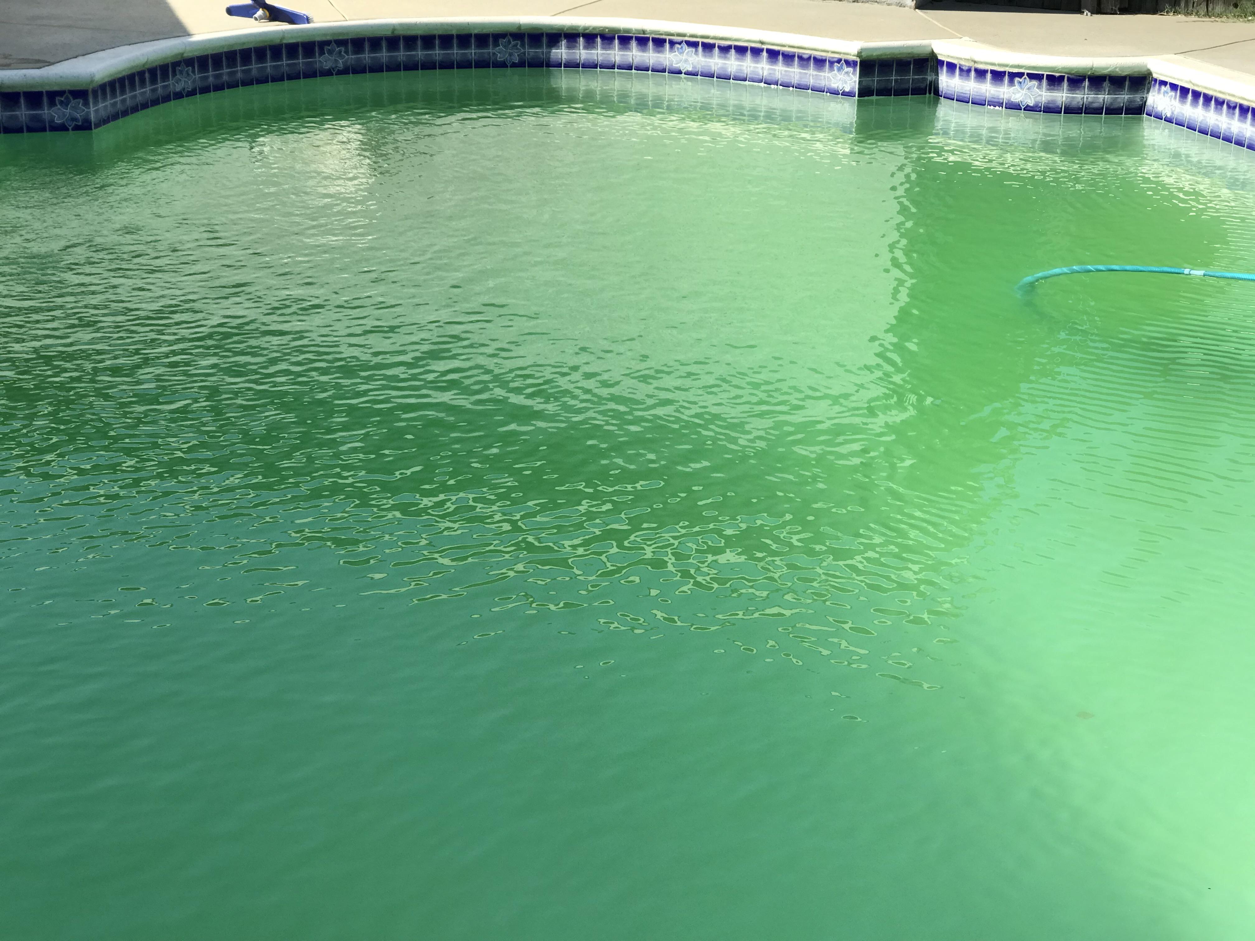 Green algae pool before treatment